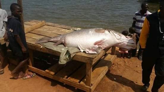 非洲维多利亚湖中泛滥的尼罗河鲈鱼都胖成球了,真的太嚣张了