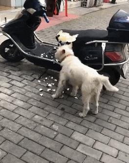 开心搞笑视频小哥哥,小哥哥搞笑视频gif