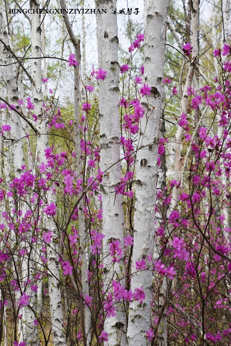 寻找中国最美的春季,探寻中国最美秘境