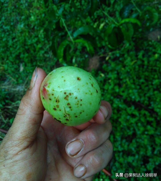 油桃黑点是什么,油桃外面黑点不长个