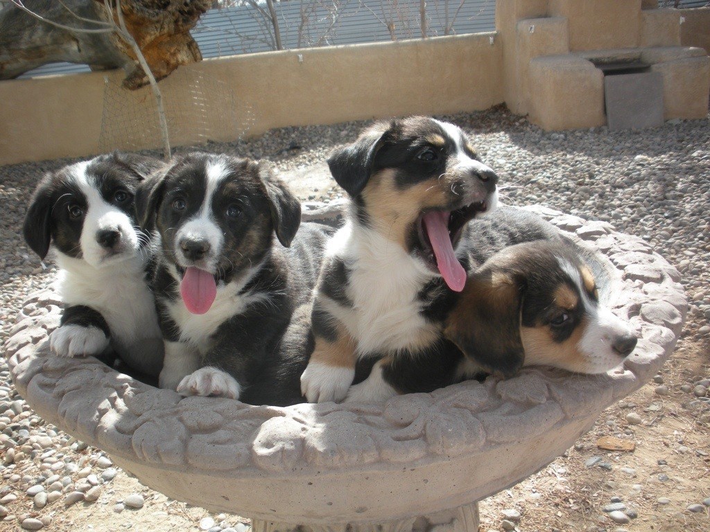 买狗如何避免被坑,买狗遇到的坑