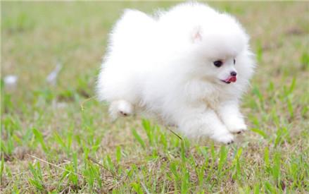 博美应如何训练？在训练时应注意哪些事项？