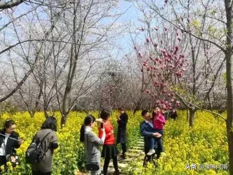 河南许昌樱花景点,许昌樱花最美的地方