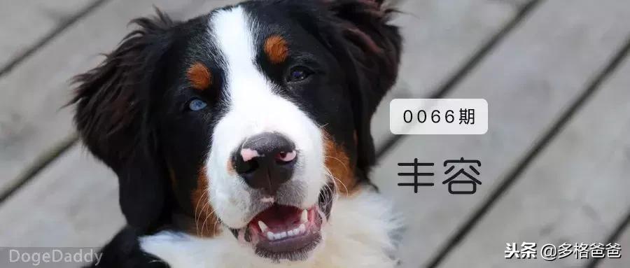 狗走姿是怎么学的,训练狗狗遛狗的正确方法