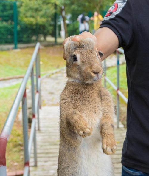 关于兔子有什么迷信吗,兔子误区