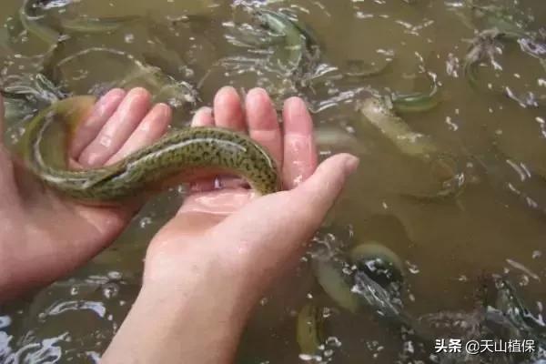 河北高密度养殖泥鳅一亩产量,什么品种的泥鳅产量高价格好