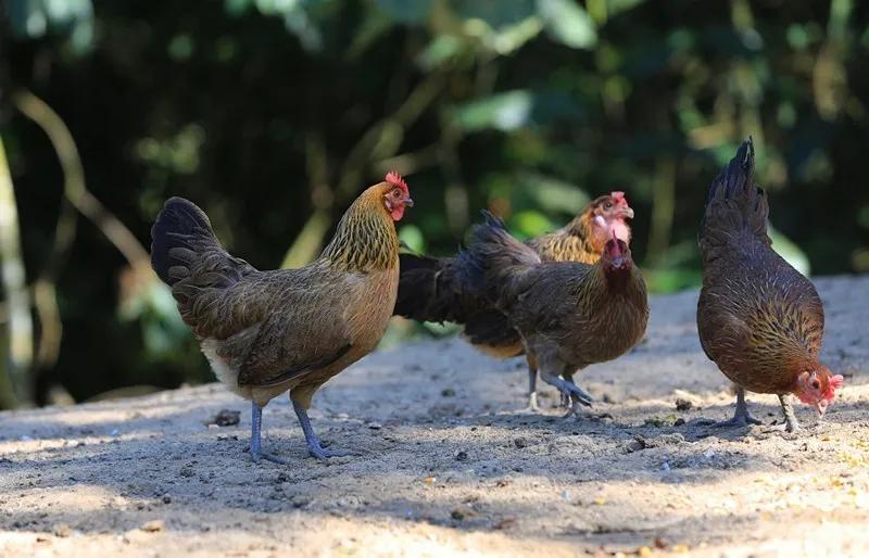 喻文波的传奇人生,喻文波彩虹岛