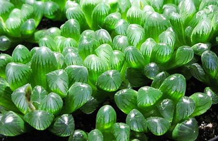 多肉皱巴巴怎么救,多肉皱巴巴