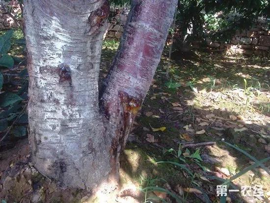 樱桃的常见病虫害及防治方法,樱桃虫害最佳防治方法