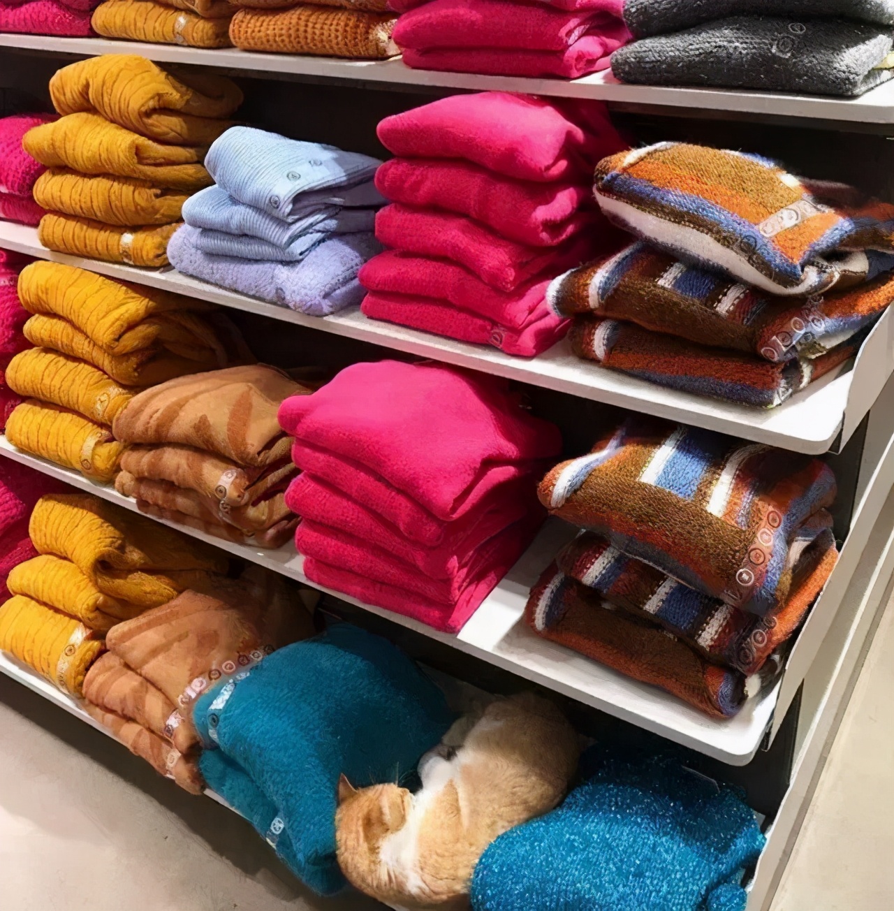 全网都以为复旦大学的猫被偷了，几天后…气得想骂猫