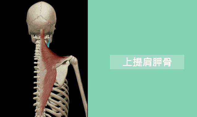 走路高低肩怎么矫正,高低肩怎么自我矫正