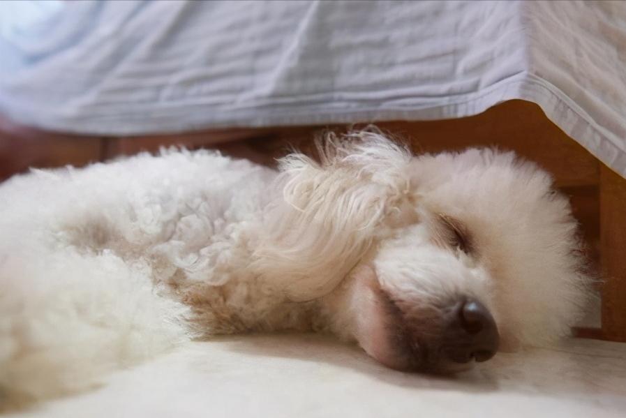 贵宾犬为什么不喜欢和其他狗玩,为什么小贵宾犬都喜欢挤在一起呢