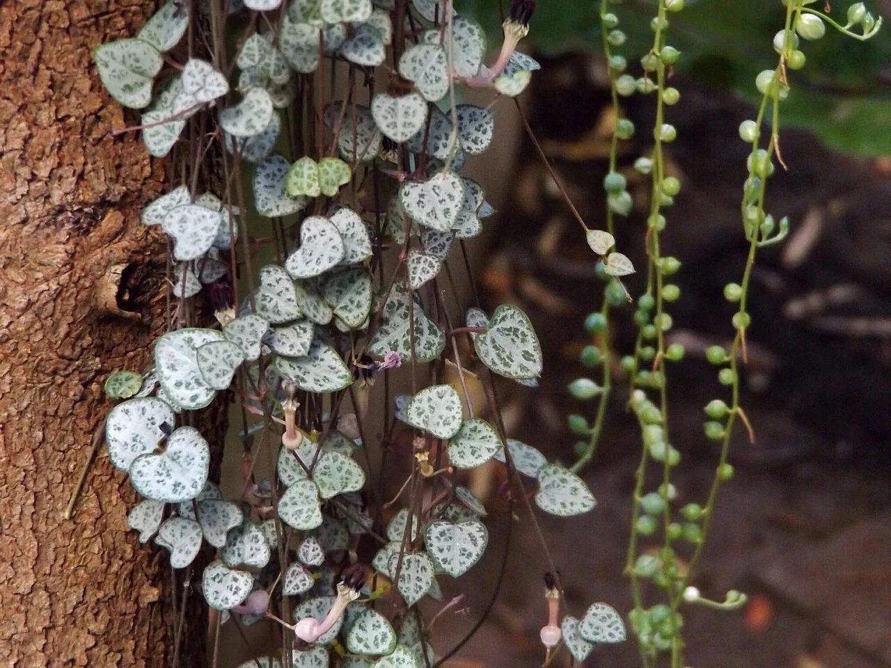 适合室内养的爬藤花期长,跟绿萝一样好养的爬藤植物