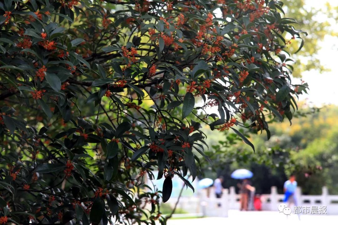 徐州市区桂花地图上线，能看又能吃！趁着十一假期快去吧