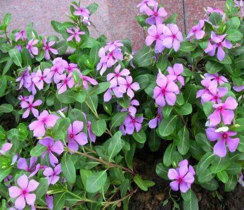 养长春花“讲究”不少，都说很好养，不注意这几点，你照样养不活