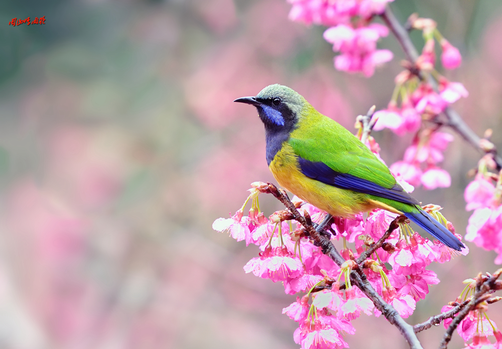 一春芳意，三月如风，日长风静，花影闲相照。