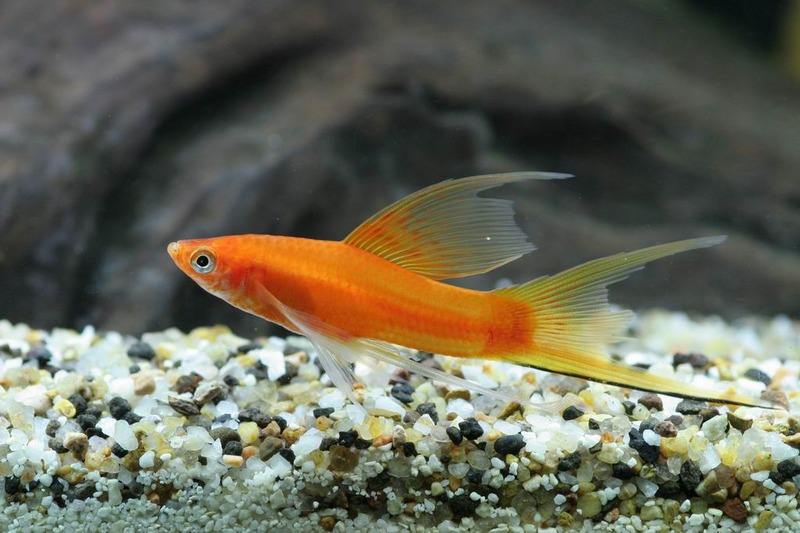 十大养不死的热带鱼观赏鱼排名,十大养不死的小型热带鱼