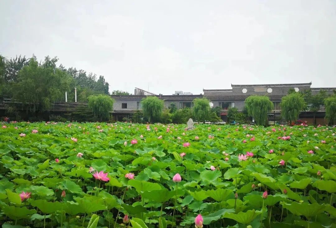 缃戝弸鍒嗕韩鍖椾含璧忚姳鎸囧崡,鍖椾含璧忚姳鎸囧崡