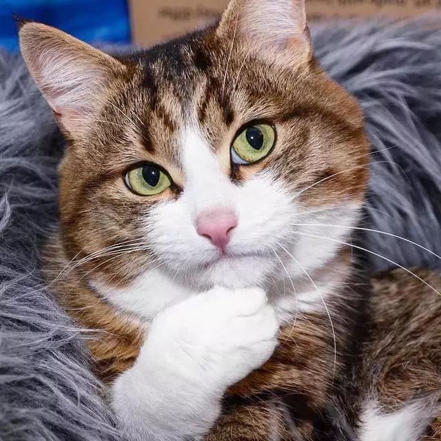 猫打喷嚏流鼻涕是猫瘟吗,猫连续打喷嚏就是猫鼻支吗