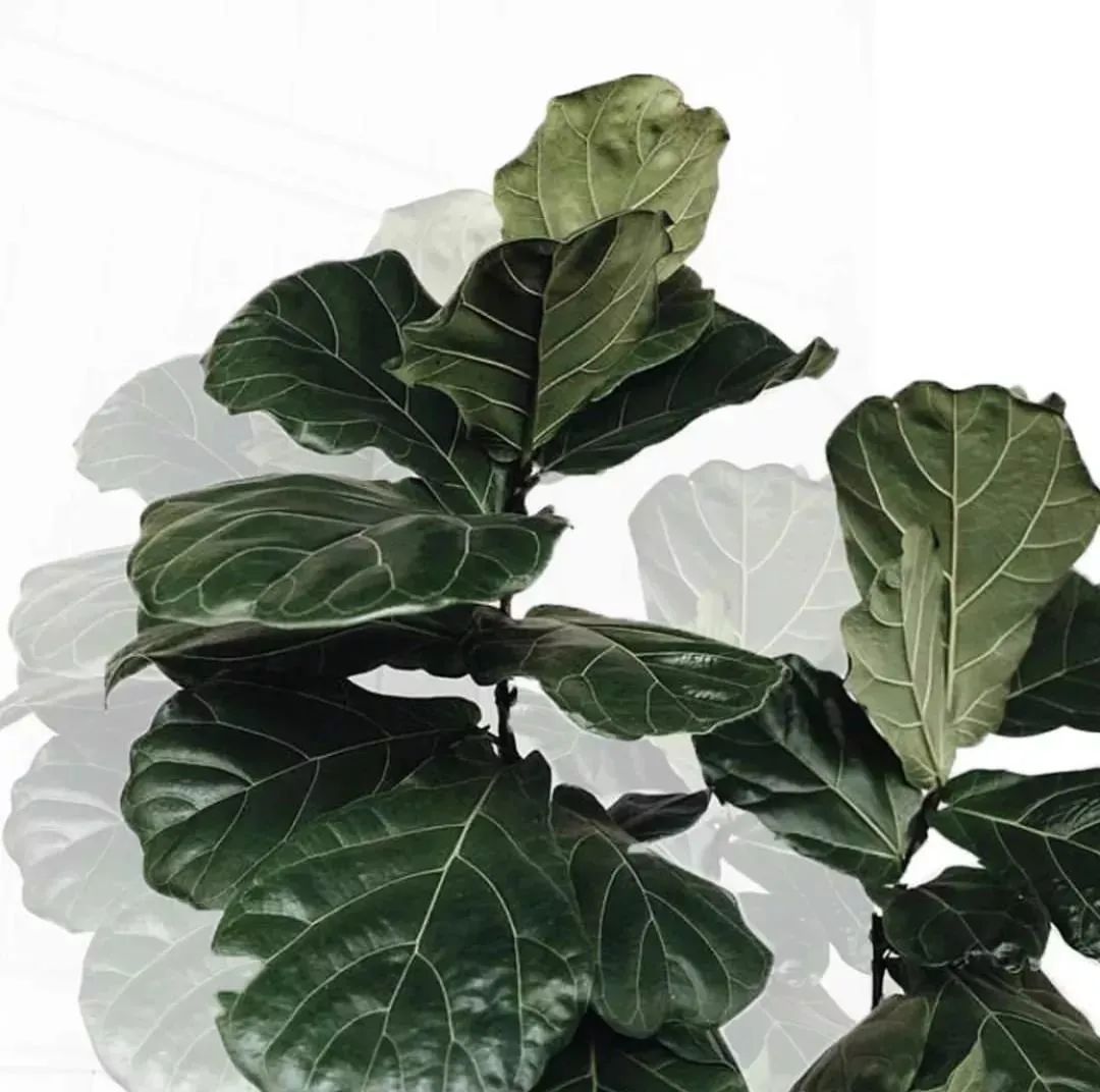 装饰高级感家里绿植推荐,室内装饰花卉及盆景植物