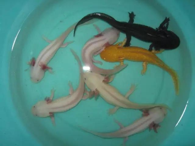 六角龙鱼相似的鱼,奇特花纹观赏鱼图片