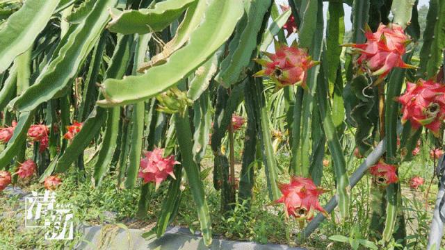 火龙果爆开,红心火龙果大爆单