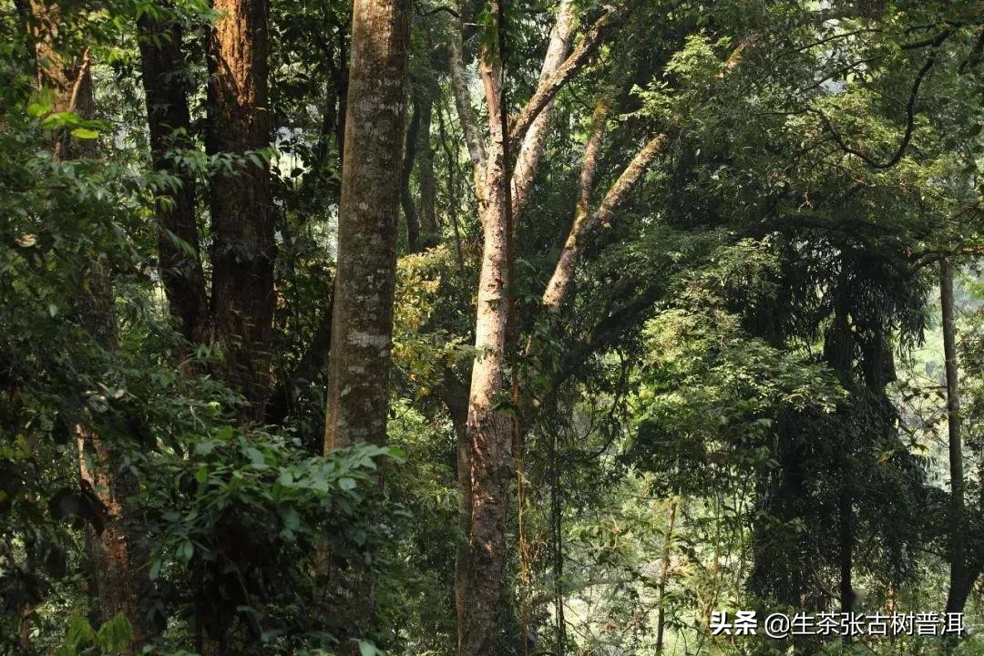 易武普洱茶十大特点,十大顶级普洱生茶排名易武正山