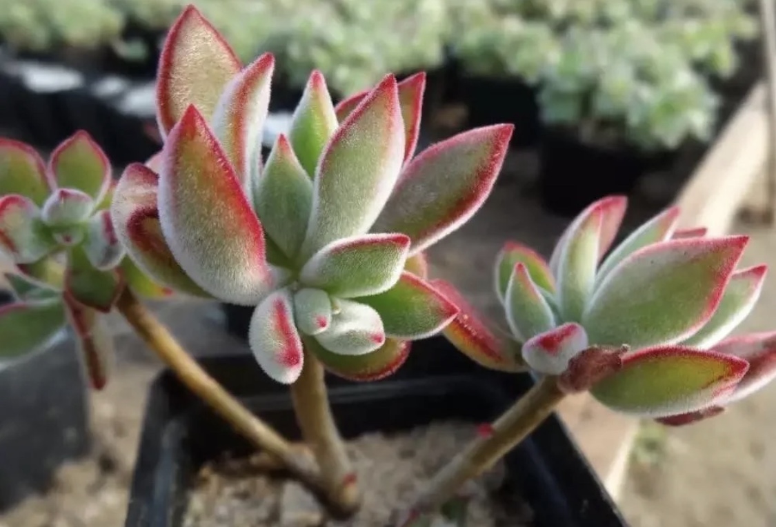 最美最好养的多肉法师,最美的多肉植物排名