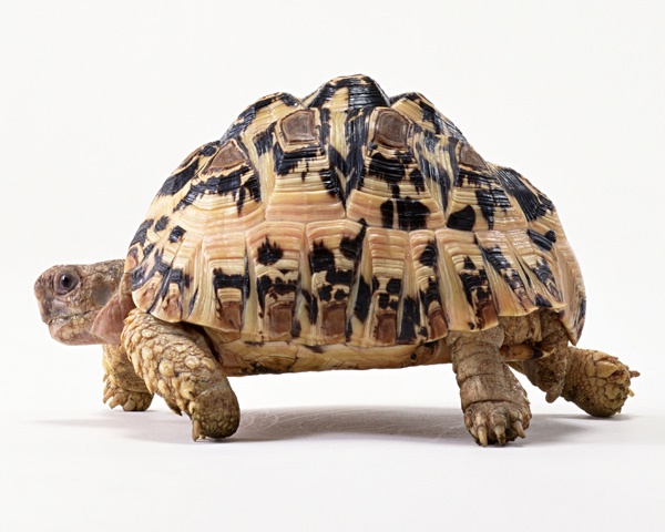 看图识龟,看图识物