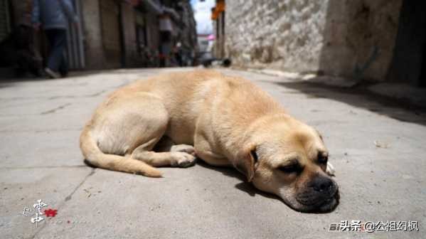 从上海G318到尼泊尔快乐骑行之旅63【梦中的拉萨4】