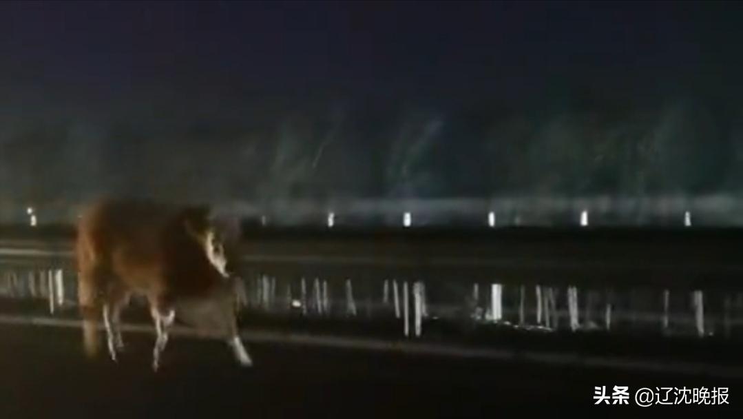 最牛“老黄牛”交警路政8人护送一宿走下高速