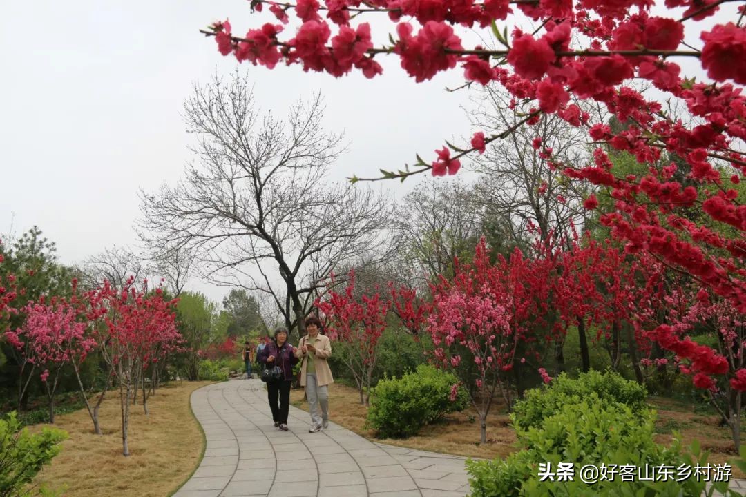 济南春季赏花自驾,济南踏青赏花新模式