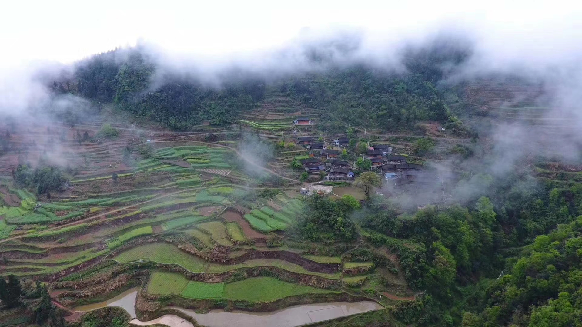 古丈毛尖是绿茶吗,古丈毛尖绿茶保质期