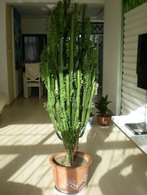 家中最旺财的4种花,旺宅养3种花旺宅又旺财