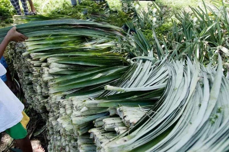 社创案例|取代皮革,菠萝叶也时尚