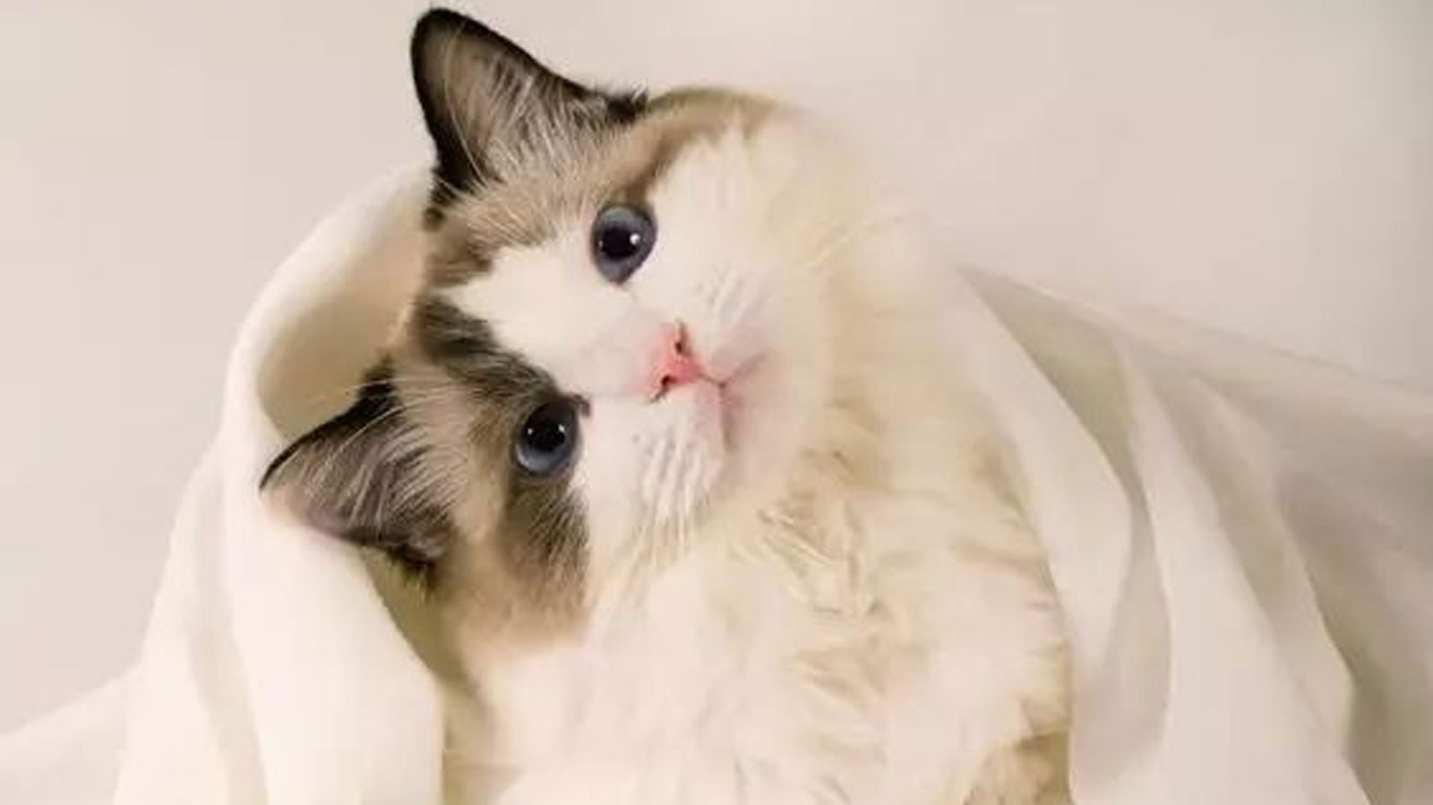 猫咪歪头站不稳什么原因,猫咪歪头站不稳是怎么回事