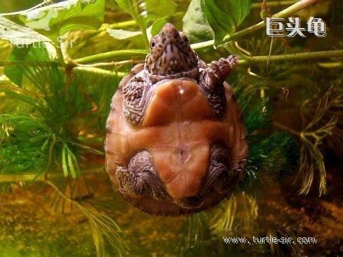 如何养出高品质巨头蛋龟,蛋龟之王窄桥蛋龟怎么养殖