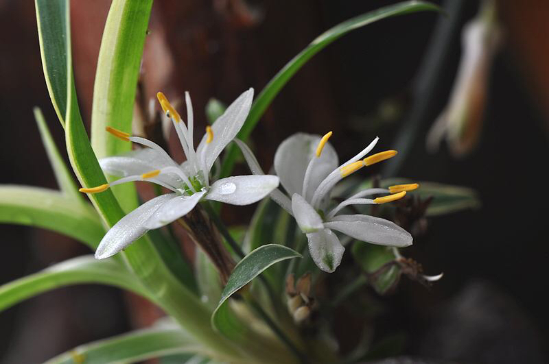 吊兰抽穗长出许多小吊兰怎么处理,吊兰不开花怎么办呢