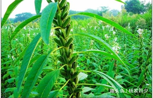 芝麻开花节节高是不是俗语,芝麻开花节节高的芝麻什么样子