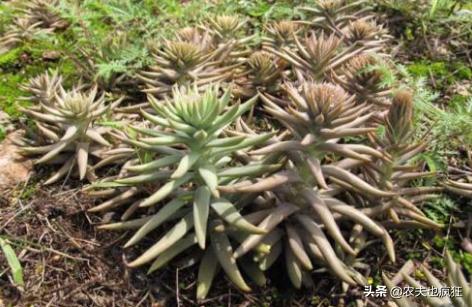 长在瓦房上，被称为“房神”，如今数量稀少价值珍贵，遇到请珍惜