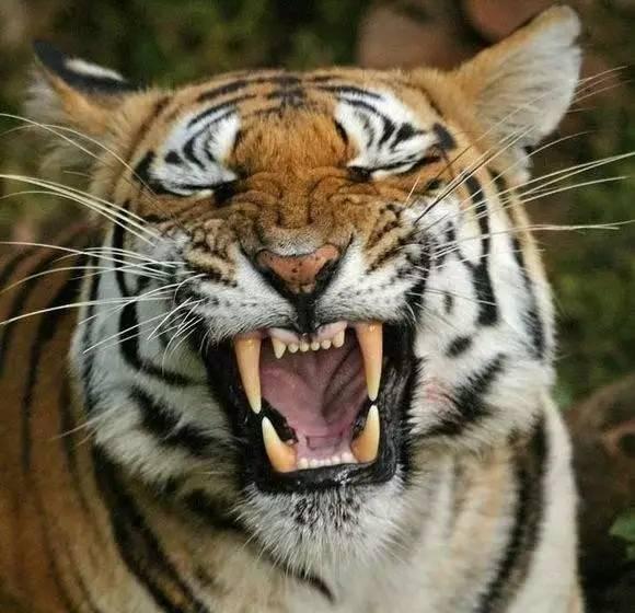 这10种文玩都是违禁品最好别碰,国家明令禁止的文玩有了会如何