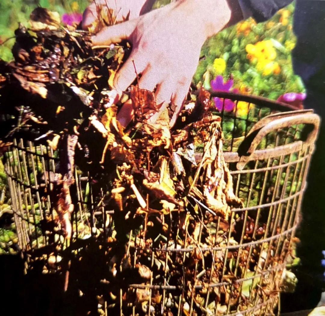 你还知道哪些植物过冬的方法,做好充足准备的好处