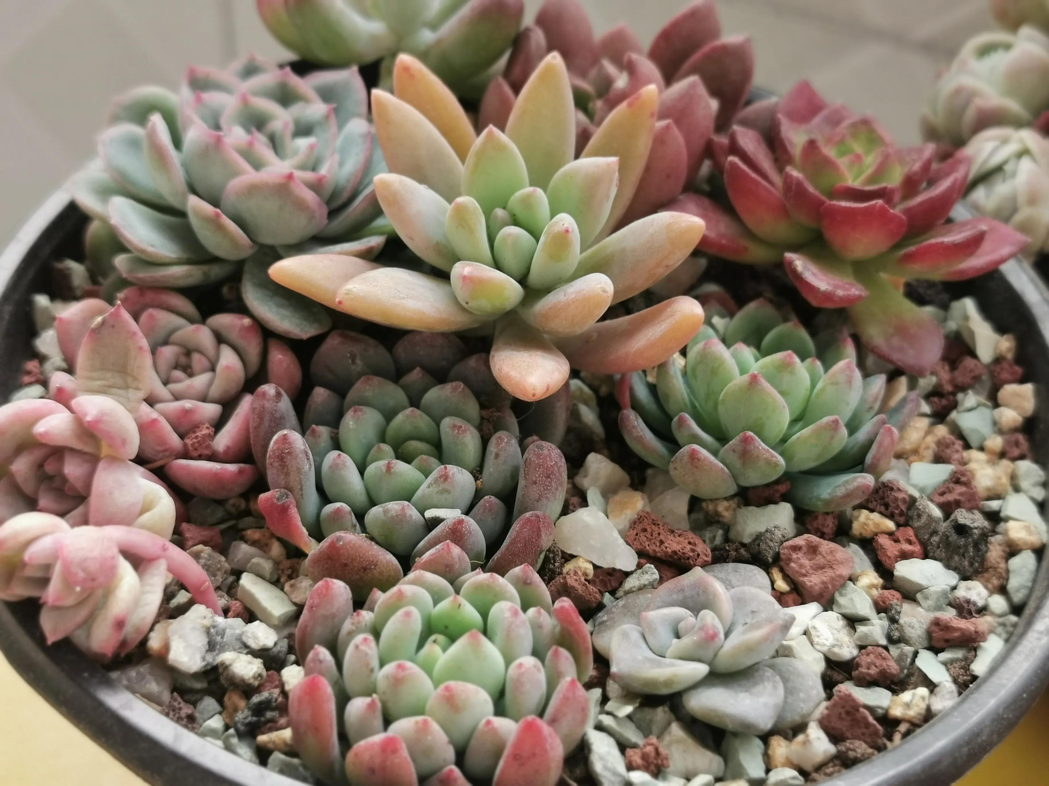 新购大单头多肉上盆,多肉品种大全大集合