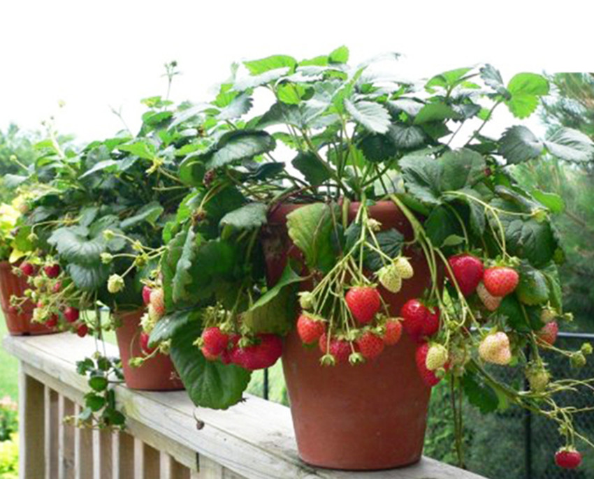 盆栽蔬菜能赚钱吗,盆栽蔬菜有利润吗