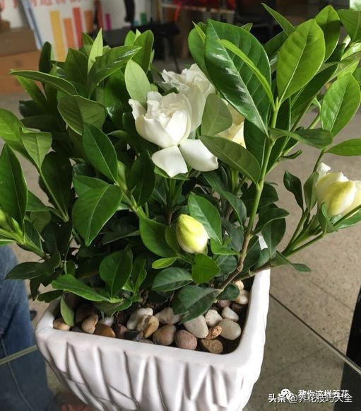 5种花特清香，家里养一盆，芬芳不断，清香四溢，异味全无