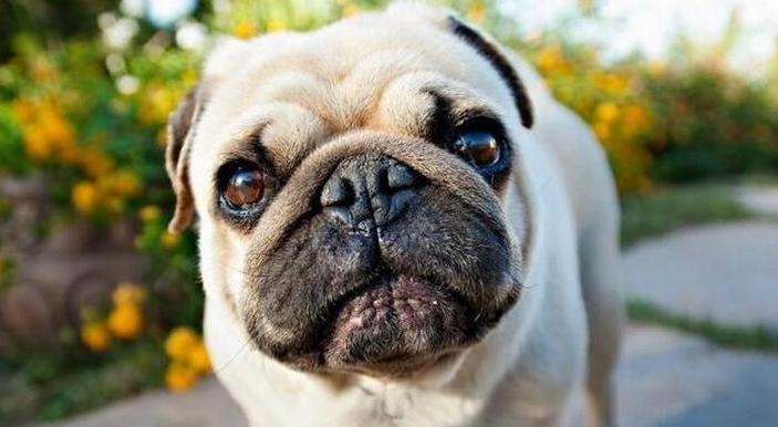 巴哥犬有眼屎正常吗怎么治,巴哥犬眼屎多怎么办用什么药