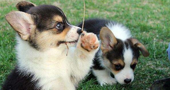 高蛋白低脂营养膏宠物,美施美康宠物营养膏