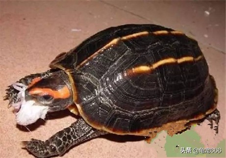 如何预防乌龟身上的细菌感染人,怎样预防乌龟龟甲真菌感染