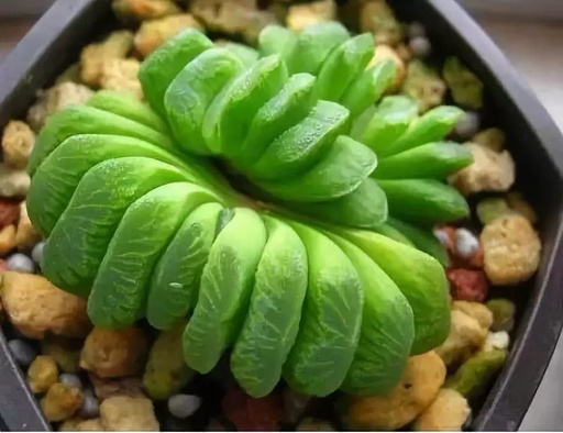 世界十大花卉排行榜名单,世界十大名贵花草