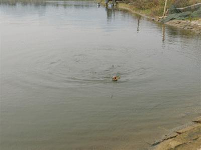 水里的鱼类，为啥爱吃蚯蚓？难道是水草吃多了，想吃肉？